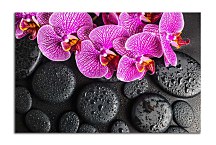 Obraz Orchidea a čierne kamene zs24775